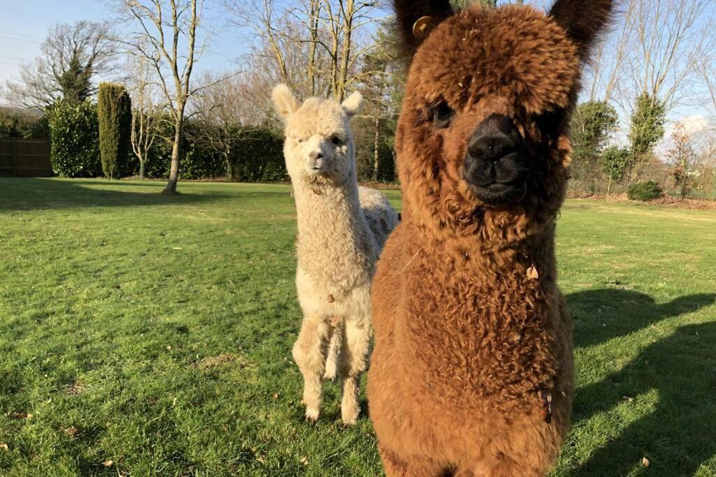 Alpaca Lodge Sittingbourne Bagian luar foto