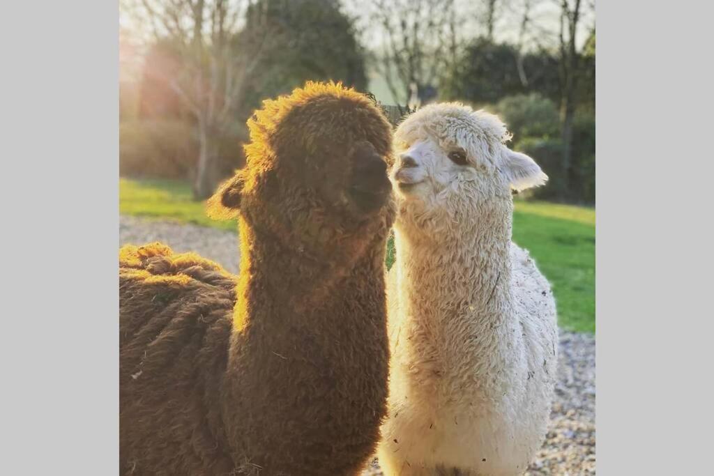 Alpaca Lodge Sittingbourne Bagian luar foto